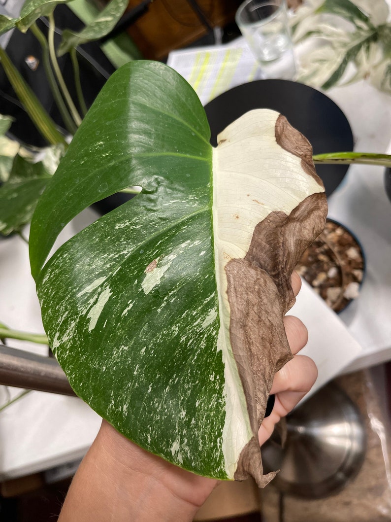 Monstera Albo Half moon Variegation cuttingsrooted, DISCOUNTED image 6