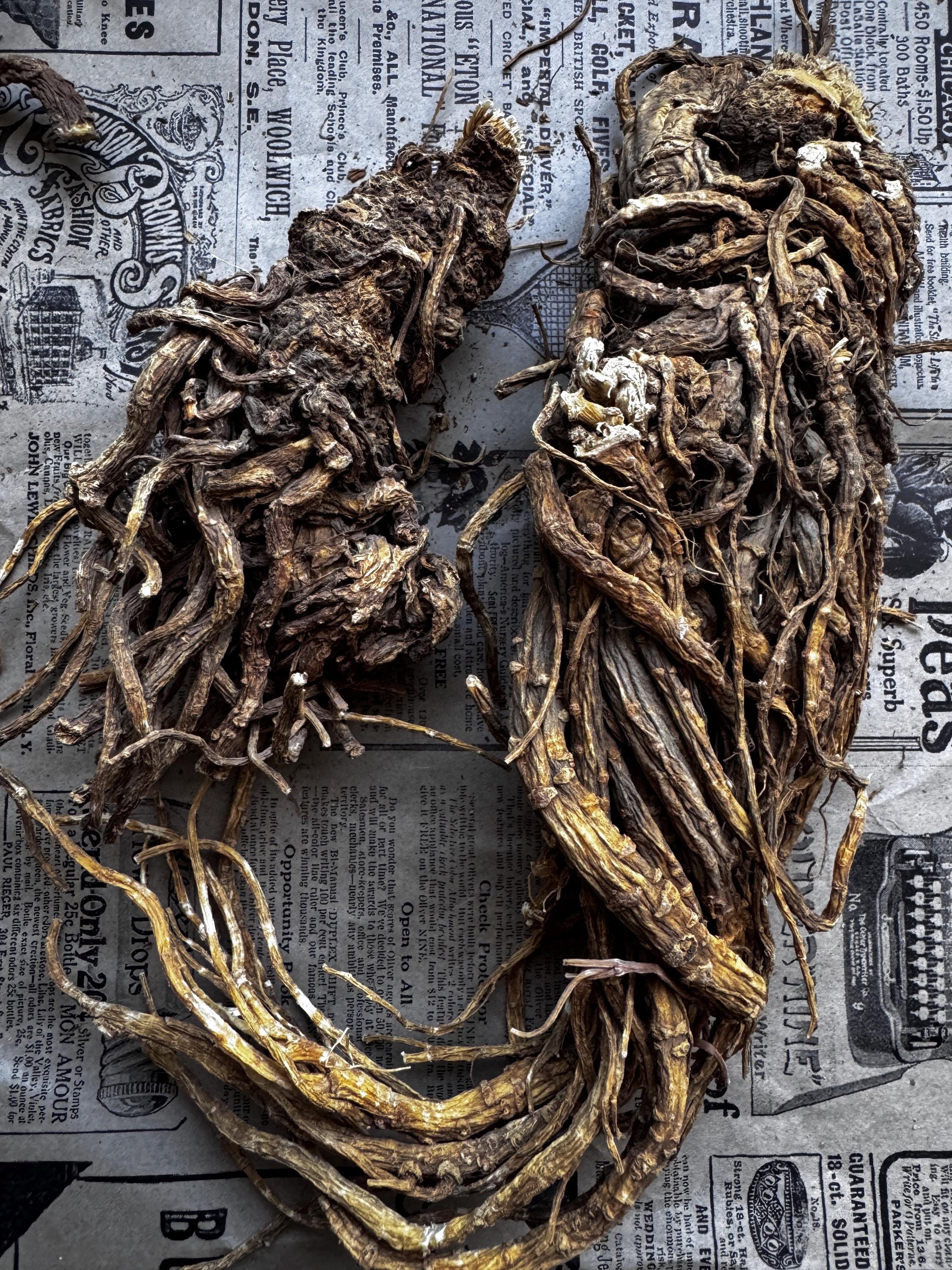 Master Root Real Root Whole Master Root, (not Mandrake Root) Masterwort, Ruler Root - Etsy