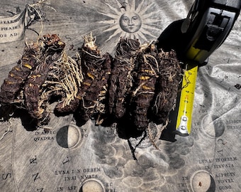 100% Authentic real Jezebel Root | protection | love | luck | gambling | money magick
