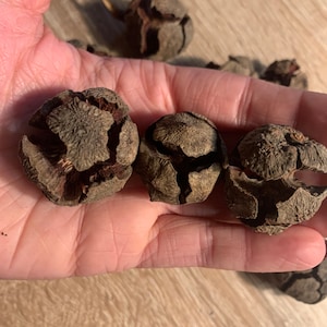 May include: Three brown, dried, seed pods with a textured surface. The pods are arranged in a row.