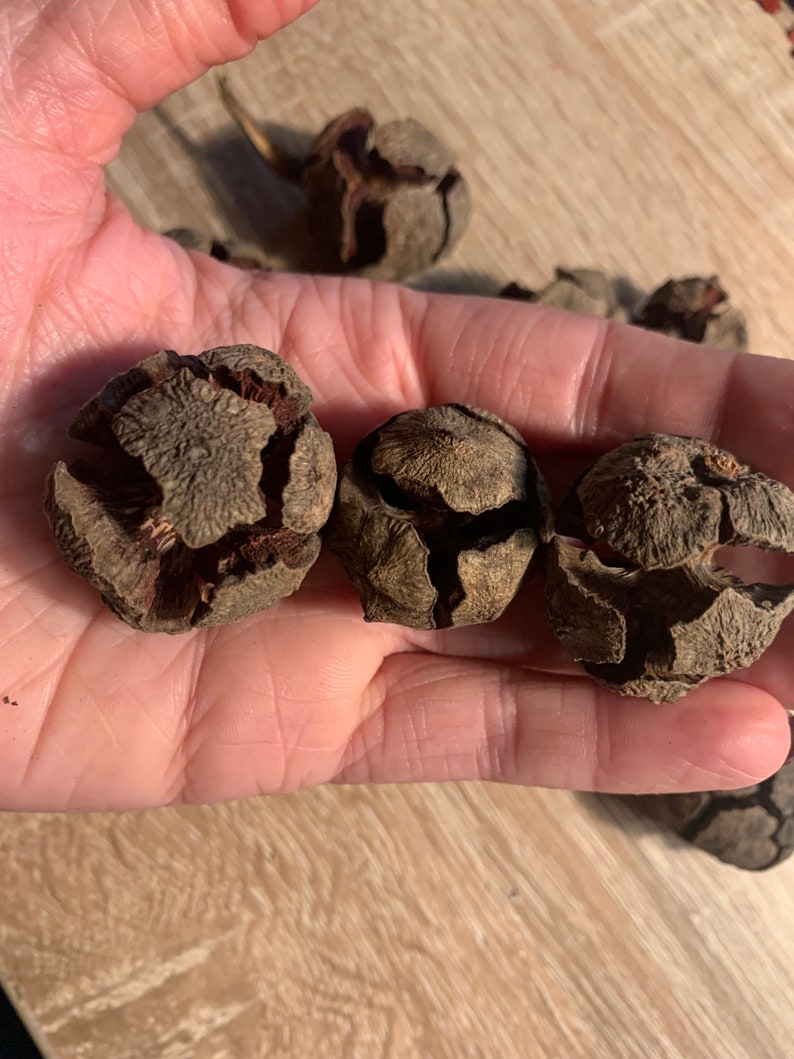 May include: Three brown, dried, seed pods with a textured surface. The pods are arranged in a row.