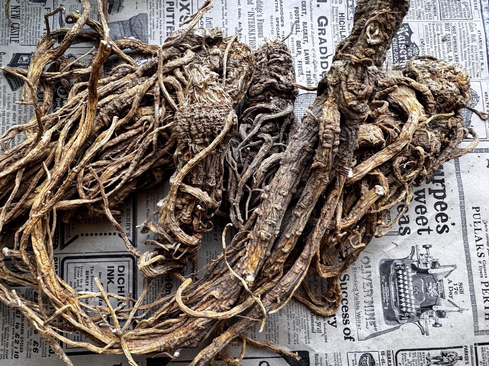 Master Root Real Root Whole Master Root, (not Mandrake Root) Masterwort, Ruler Root - Etsy