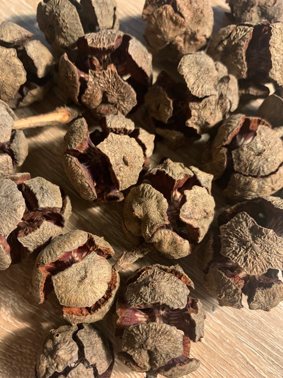Cypress cones, Ancestral Altar supplies, veneration