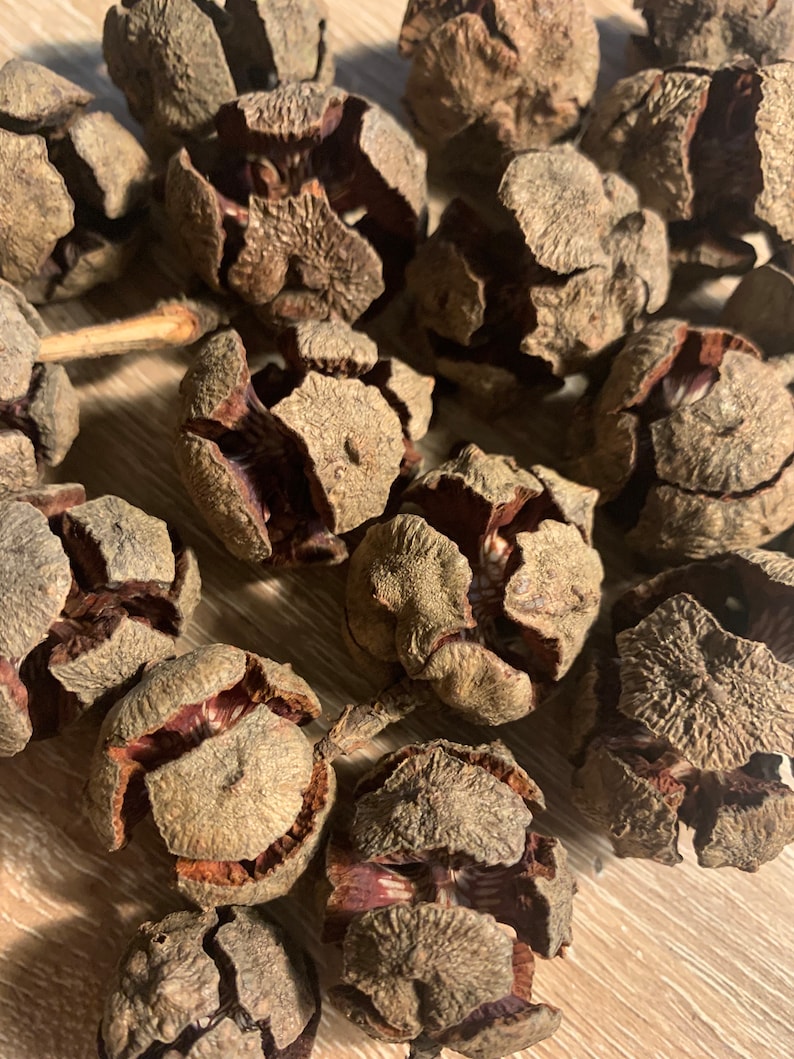 May include: A close-up of a pile of brown, dried pine cones. The cones are open and have a rough, textured surface.