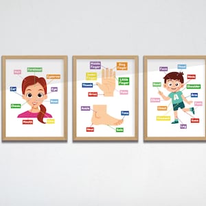 Conjunto de 3 impresiones educativas de las partes del cuerpo humano para imprimir, arte para el aula, aprendizaje en casa, ilustración, decoración de anatomía Montessori para niños