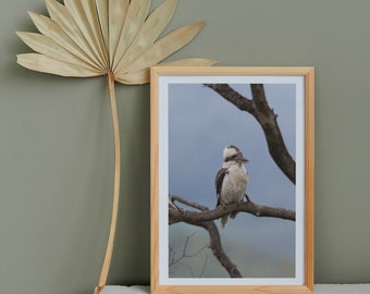 Kookaburra resting on a branch | Wall Art Photograph Print