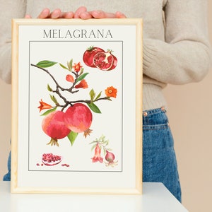 POSTER  MELAGRANA  scuola - casa - istruzione- frutta