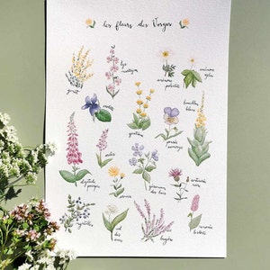 Peut inclure: Une illustration aquarelle de fleurs trouvées dans la région des Vosges en France. L'illustration présente 14 fleurs différentes, chacune avec son nom français écrit en dessous. Les fleurs sont disposées en grille sur un fond blanc.