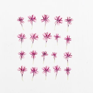 Verveine pressée - 20 véritables mini fleurs de verveine séchées - bicolore rose et violet - travaux manuels, résine, bijoux, mariage, bougie, carte (F/VERBE 5)