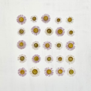 Pressed daisy flowers - 25 real white pink daisies - fleabane flowers -  birth flower - crafts, resin, jewelry, wedding decor (F/DAIS 1)