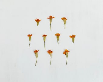 Pressed small marigolds - 10 real orange signet marigold flowers - birth flower - crafts, resin, jewelry, cake decor, wedding (F/MARI 3)