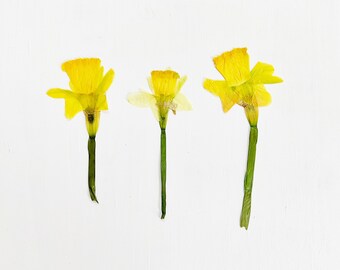 Pressed large daffodils with stem - 3 real flowers - yellow - March birth flower - for crafts, resin, jewelry, wedding, Easter (F/DAFF 5)