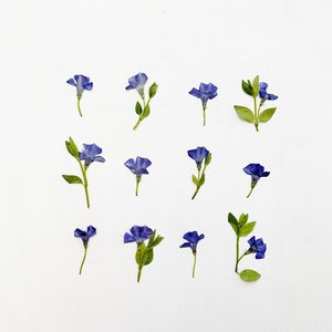 Pervenche pressée - 12 vraies fleurs de vigneron sur une tige courte - bleu violet - travaux manuels, résine, bijoux, mariage, bougies, fabrication de cartes (F/PERI 2)