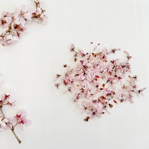 乾燥した桜の花びら - 1/4カップの淡いピンクの桜の花びら - 本物の花 - 工芸品、樹脂、結婚式、石鹸、ケーキの装飾 (D/CHER 1)