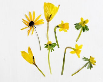 Yellow pressed flowers mix - real dried flowers in yellow shades - spring bulbs - for crafts, resin, jewelry, wedding, candles (F/YELL 1)