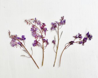 Pressed fireweed flowers - 4 stems of real wild Chamaenerion flowers - purple - crafts, resin, jewelry, wedding, candle, cards (F/FIRE 1)