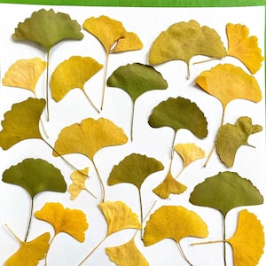 Pressed ginkgo leaves - yellow and green ginko biloba - 20 leaves grown in USA garden - crafts, resin, jewelry, cards, wedding (L/GINK 1)