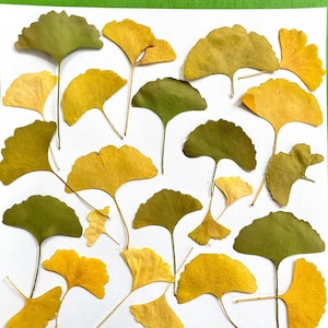 Foglie di ginkgo pressate - ginkgo biloba giallo e verde - 20 foglie coltivate nei giardini degli Stati Uniti - artigianato, resina, gioielli, biglietti, matrimonio (L/GINK 1)