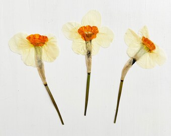 Pressed large daffodils with stem - 3 real flowers - orange, yellow, white - March birth flower - crafts, resin, jewelry, Easter (F/DAFF 9)