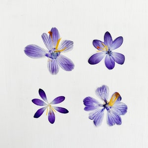 Crocus pressé - 4 fleurs de crocus pressées - vraies fleurs - violet - travaux manuels, résine, bijoux, décoration de mariage, bougie, fabrication de cartes (F/CROC 2)