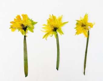 Pressed large daffodils with stem - 3 real flowers - yellow and green - March birth flower - crafts, resin, wedding, Easter (F/DAFF 7)