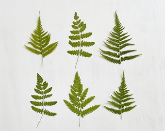 Pressed fern leaves - real green fern foliage -  6 small leaves grown in my NJ garden - crafts, resin, jewelry, wedding (L/FERN 3)