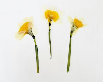 Pressed large daffodils with stem - 3 real flowers - yellow and white - March birth flower - crafts, resin, wedding, Easter (F/DAFF 6)