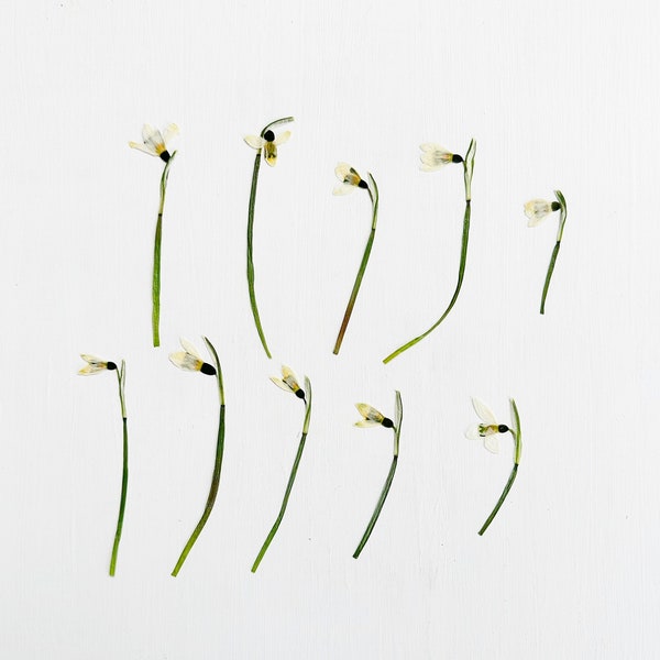 Pressed snowdrops - 10 real dried galanthus nivalis flowers on stem - birth flower - crafts, resin, jewelry, wedding, Easter (F/SNOW 2)