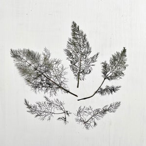 May include: Five dried fennel fronds arranged in a circular pattern on a white background.