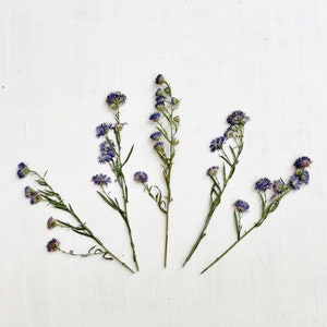 Geperste asterbloemen - 5 stelen kleine paarse asterbloemen - geboortebloem september - knutselen, hars, sieraden, bruiloftdecor (F/ASTE 1)