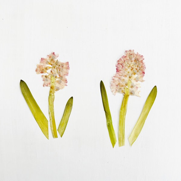 Pressed hyacinths - pink hyacinth flowers on stem with leaves - real spring bulb - crafts, resin, jewelry, wedding decor (F/HYAC 1)
