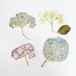 Têtes de fleurs d'hortensia pressées - 4 véritables grappes d'hortensias sur une tige courte - mélange de couleurs - travaux manuels, bijoux, bougies, cartes, mariage (F/HYDR 5)