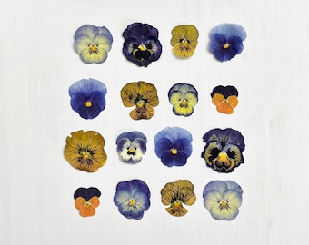 Pressed pansies - 16 medium viola flowers - real pansies - color mix - crafts, resin, jewelry, wedding decor, candle, card, cake (F/PANS 2)