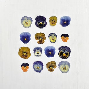 Pensées pressées - 16 fleurs violettes moyennes - vraies pensées - mélange de couleurs - travaux manuels, résine, bijoux, décoration de mariage, bougie, carte, gâteau (F/PANS 2)