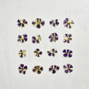 Pétunia pressé - 16 mini campanules séchées véritables - violet et jaune - travaux manuels, résine, bijoux, mariage, bougies, fabrication de cartes (F/PETU 1)