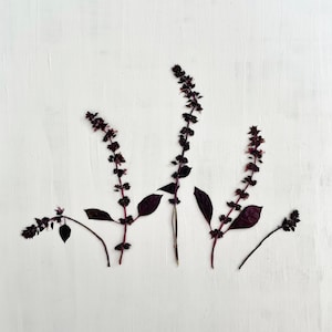 May include: Overhead shot of several sprigs of purple basil against a white background. The basil has dark purple leaves and stems, with small, dark purple flower buds. The arrangement is simple and natural, with the basil stems spread out.