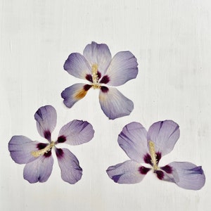 Fleurs d'hibiscus pressées - 3 vraies fleurs roses de sharon violettes - travaux manuels, résine, bijoux, mariage, bougies, cartes, décoration de gâteau (F/HIBI 3)