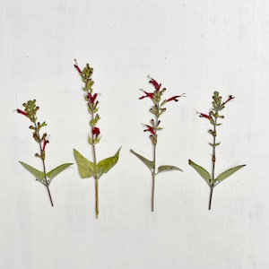 Op de afbeelding: Vier takjes gedroogde bloemen met rode bloemen en groene bladeren zijn gerangschikt tegen een witte achtergrond. De bloemen hebben slanke stelen en zijn gelijkmatig verdeeld.