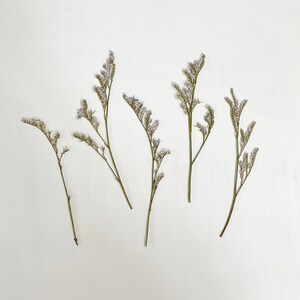 Fleurs statiques pressées - 5 vraies tiges de lavande de mer - violet - pour travaux manuels, résine, bijoux, décoration de mariage, bougies, savon, cartes (F/STAT 1)