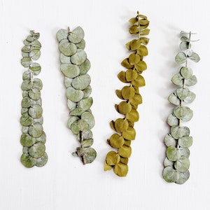 Feuilles d'eucalyptus pressées - 4 tiges de jeunes feuilles de gomme d'eucalyptus pressées - pour travaux manuels, résine, bijoux, cartes, décoration de mariage (L/EUCA 4)