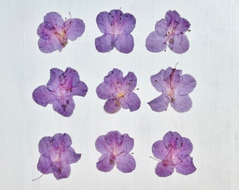 May include: Nine dried purple flowers arranged in a grid pattern on a white background.