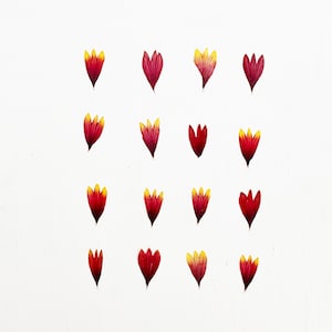 Pétalos de gaillardia prensados - 16 pétalos de flores de manta reales - naranja - manualidades, resina, joyería, decoración de bodas, velas, fabricación de tarjetas (F/GAIL 2)