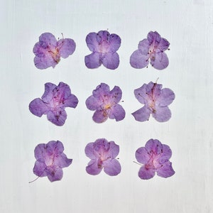 Azalée pressée - 9 grandes fleurs d'azalée violettes - vraies fleurs - travaux manuels, résine, bijoux, décoration de mariage, bougie, fabrication de cartes (F/AZAL 1)