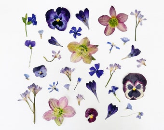 May include: A collection of pressed flowers, including purple pansies, blue forget-me-nots, and pink and green hellebores, arranged on a white background.