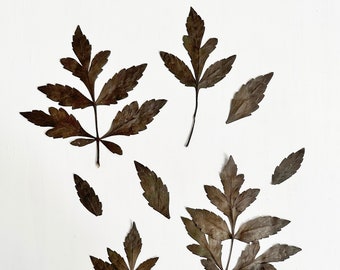 Pressed black dahlia leaves - 4 very dark brown dahlia foliage - for Halloween crafts, resin, soap, candle, stationery (L/DAHL 1)