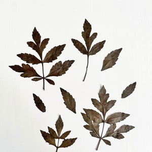 Pressed black dahlia leaves - 4 very dark brown dahlia foliage - for Halloween crafts, resin, soap, candle, stationery (L/DAHL 1)