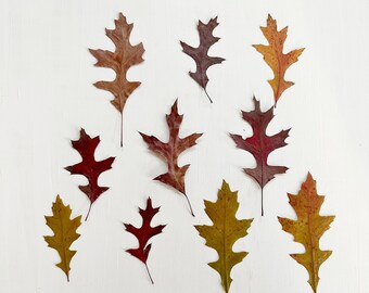 May include: A top-down view of ten oak leaves in autumnal hues against a white backdrop. The leaves vary in size and shape, showcasing colours from brown to red and yellow. The arrangement highlights the natural beauty of the leaves.