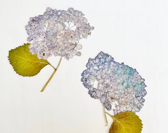 Pressed hydrangea flower heads - 2 real hydrangea flower clusters on short stem - crafts, resin, jewelry, candles, wedding (F/HYDR 1)