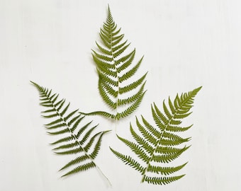 Pressed fern leaves - 3 real fern leaves grown in my NJ garden - green foliage - crafts, resin, jewelry, wedding, home decor (L/FERN 1)