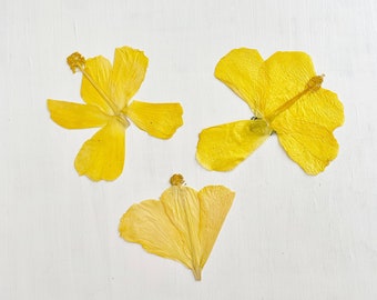 Pressed hibiscus flowers - 3 real yellow tropical hibiscus flowers - crafts, resin, jewelry, wedding decor, candle, card making (F/HIBI 1)